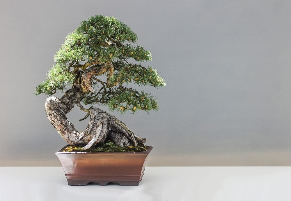 bonsai pruning