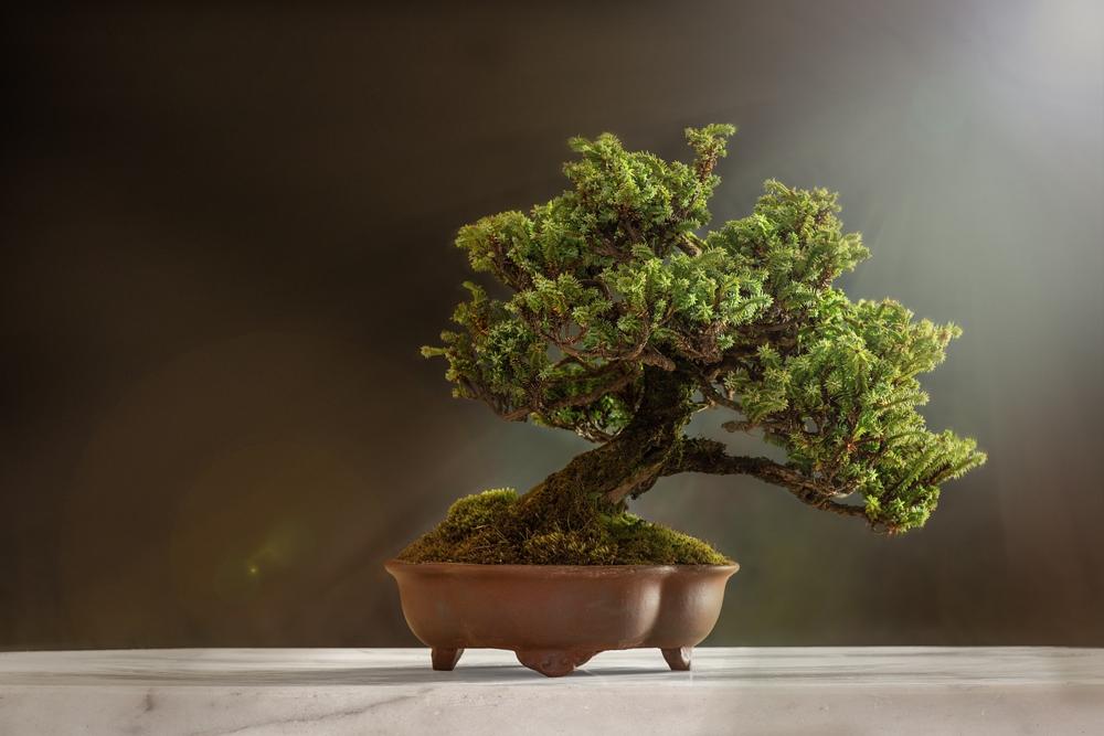bonsai pruning